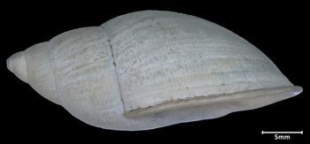 Media type: image;   Malacology 39798 Aspect: lateral